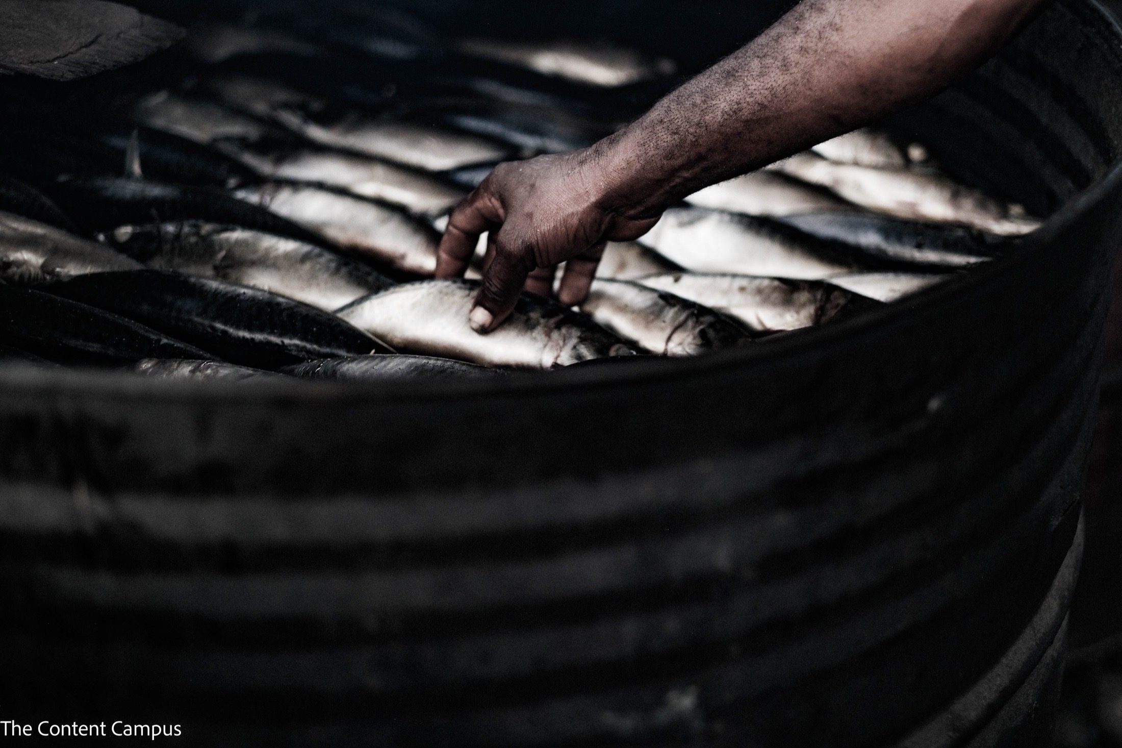 A dark-skinned hand reaches into a large black drum to arrange rows of silvery fish laid side by side in dim light.